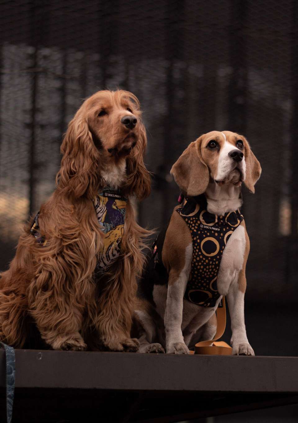 Szelki bezuciskowe PRO-FIT™ EXOTIC XS | 20mm