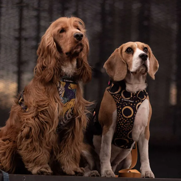 Szelki bezuciskowe PRO-FIT™ EXOTIC XS | 20mm