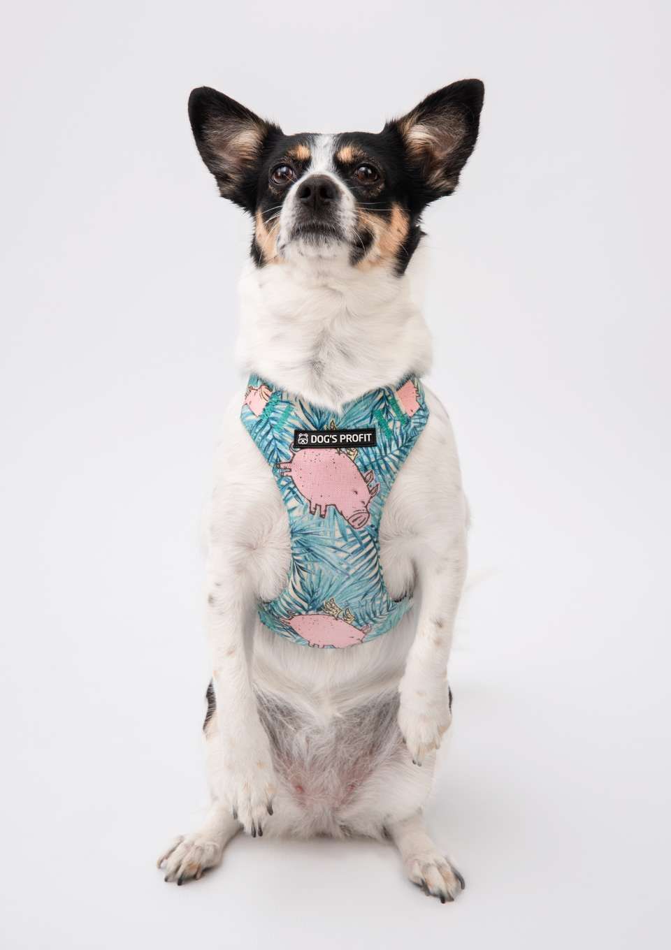 Szelki bezuciskowe PRO-FIT™JUNGLE PIG XS | 20mm