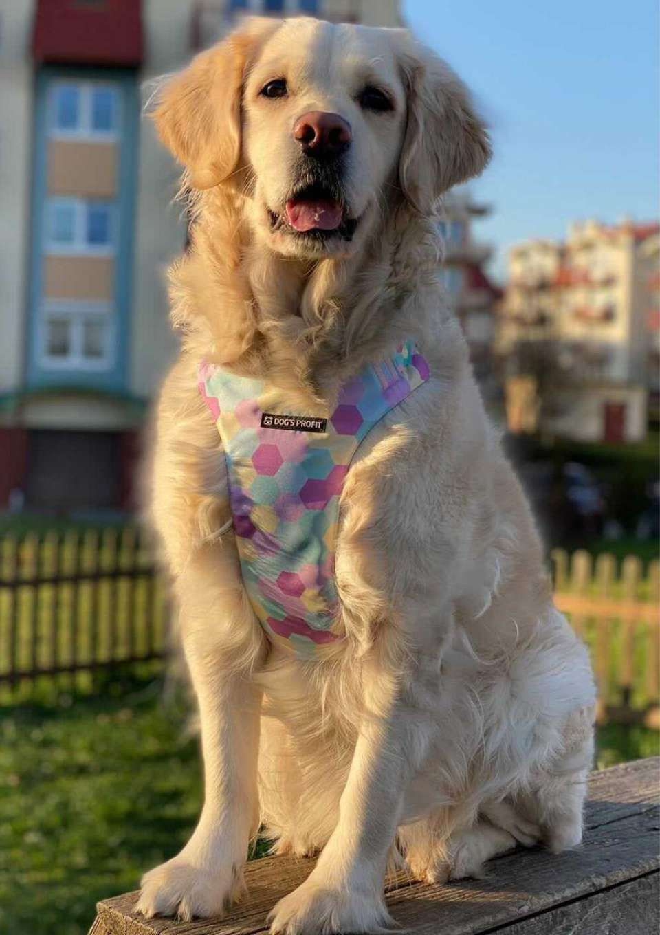 Szelki bezuciskowe PRO-FIT™ MARSHMALLOW XS | 20mm