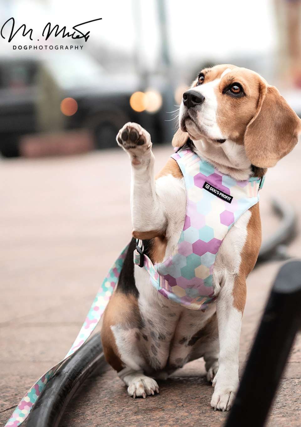 Szelki bezuciskowe PRO-FIT™ MARSHMALLOW XS | 20mm