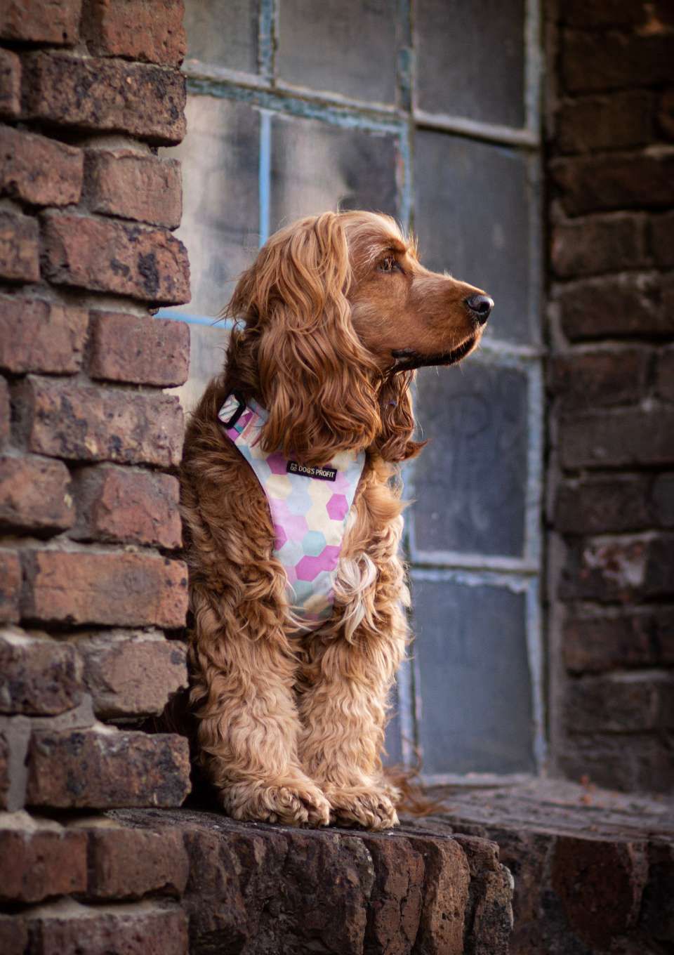 Szelki bezuciskowe PRO-FIT™ MARSHMALLOW XS | 20mm