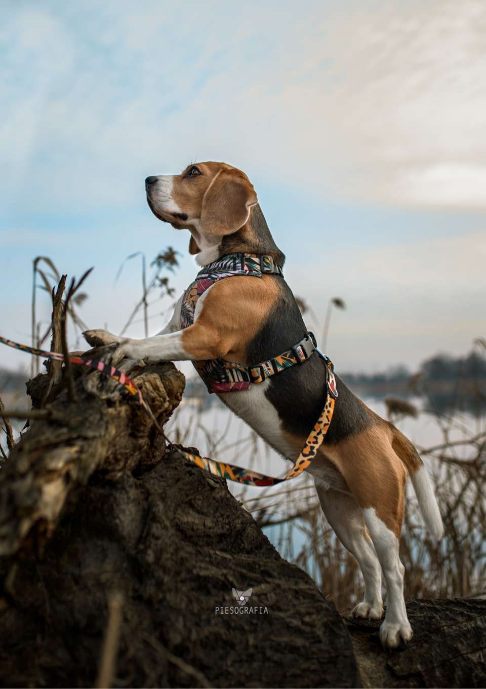 Szelki bezuciskowe PRO-FIT™ PALMS XS | 20mm