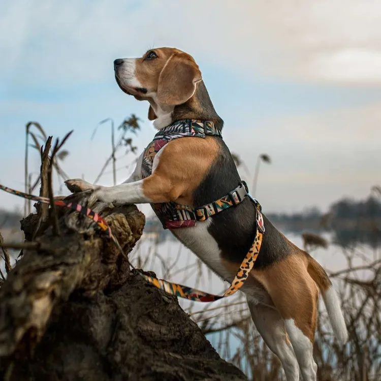 Szelki bezuciskowe PRO-FIT™ PALMS XS | 20mm