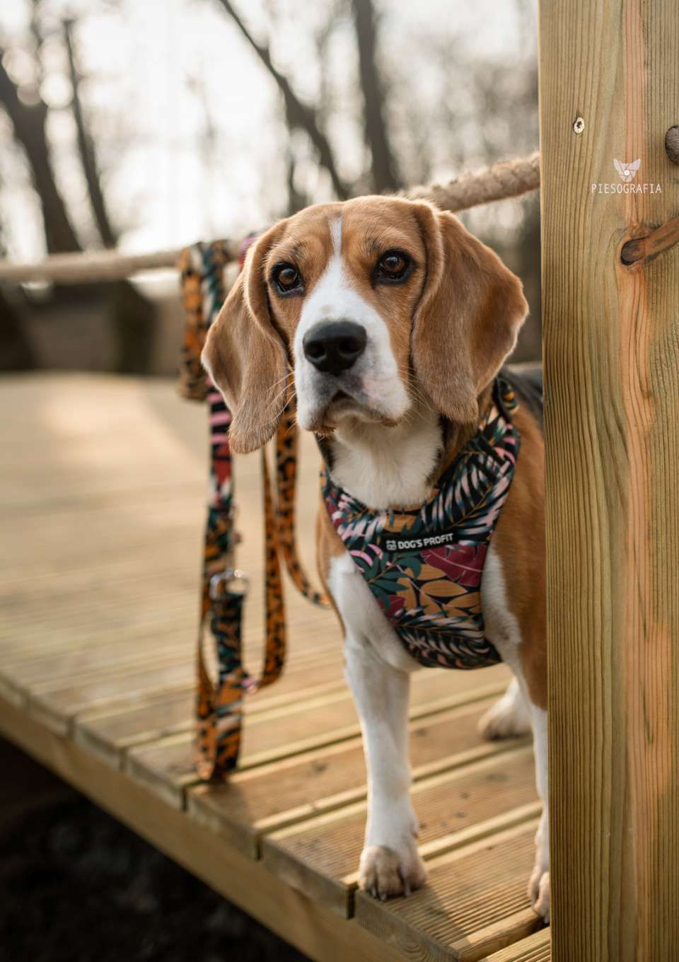 Szelki bezuciskowe PRO-FIT™ PALMS XS | 20mm