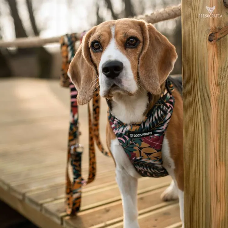 Szelki bezuciskowe PRO-FIT™ PALMS XS | 20mm