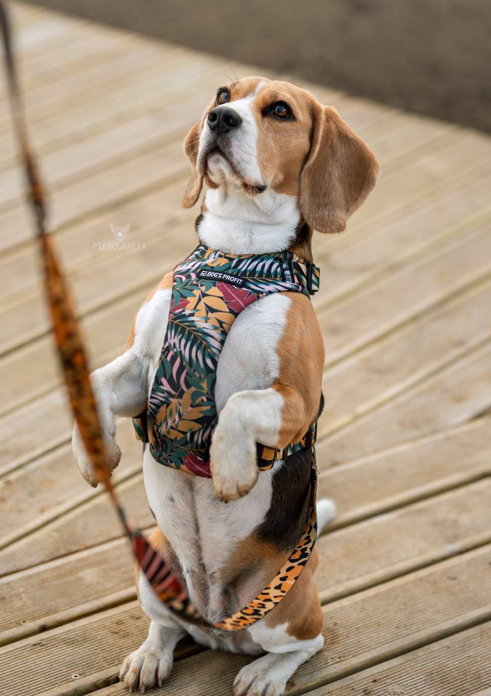 Szelki bezuciskowe PRO-FIT™ PALMS XS | 20mm