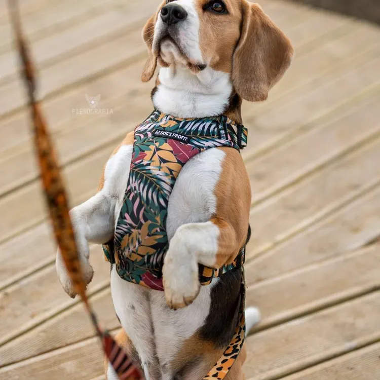 Szelki bezuciskowe PRO-FIT™ PALMS XS | 20mm