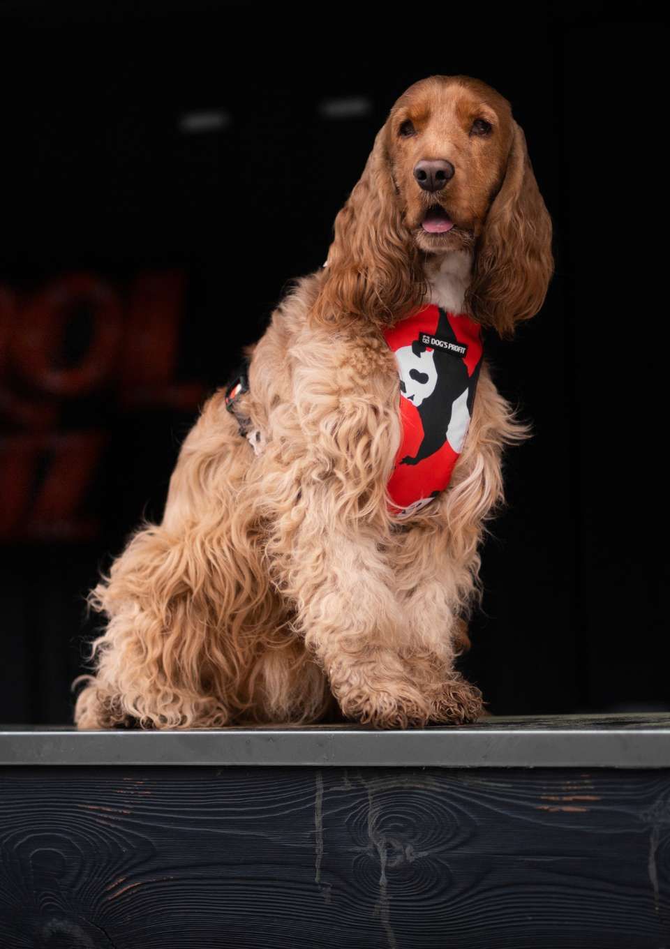 Szelki bezuciskowe PRO-FIT™ PO XS | 20mm