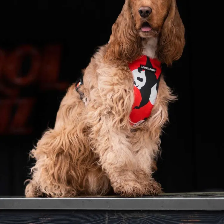 Szelki bezuciskowe PRO-FIT™ PO XS | 20mm