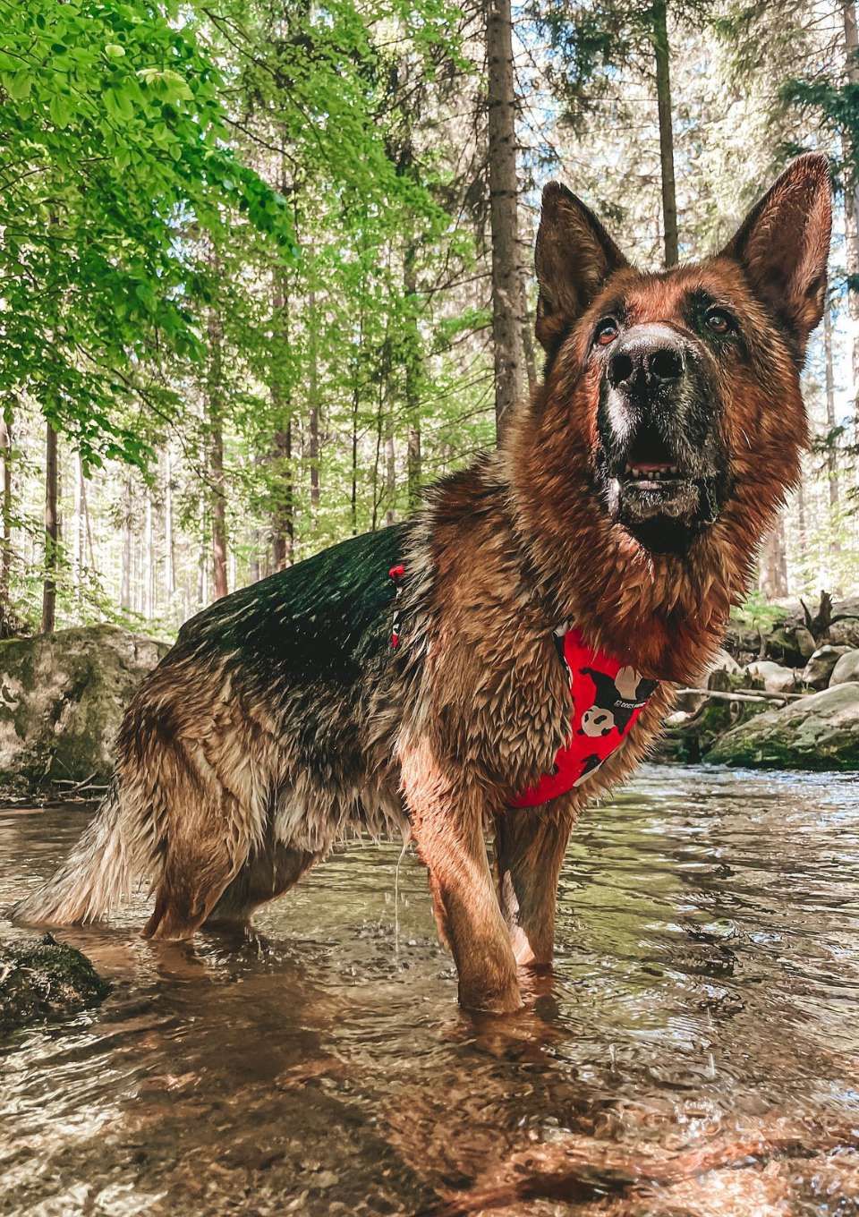 Szelki bezuciskowe PRO-FIT™ PO XS | 20mm