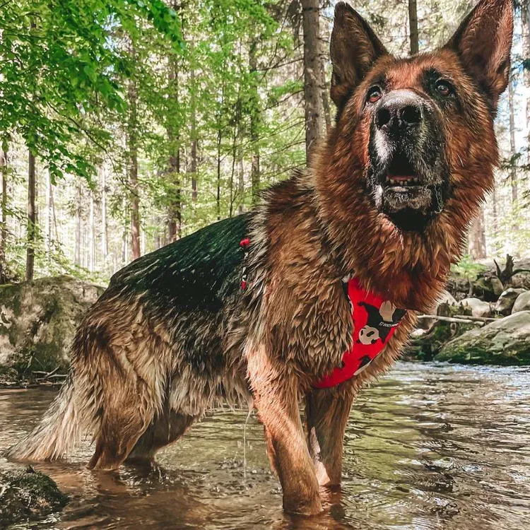 Szelki bezuciskowe PRO-FIT™ PO XS | 20mm