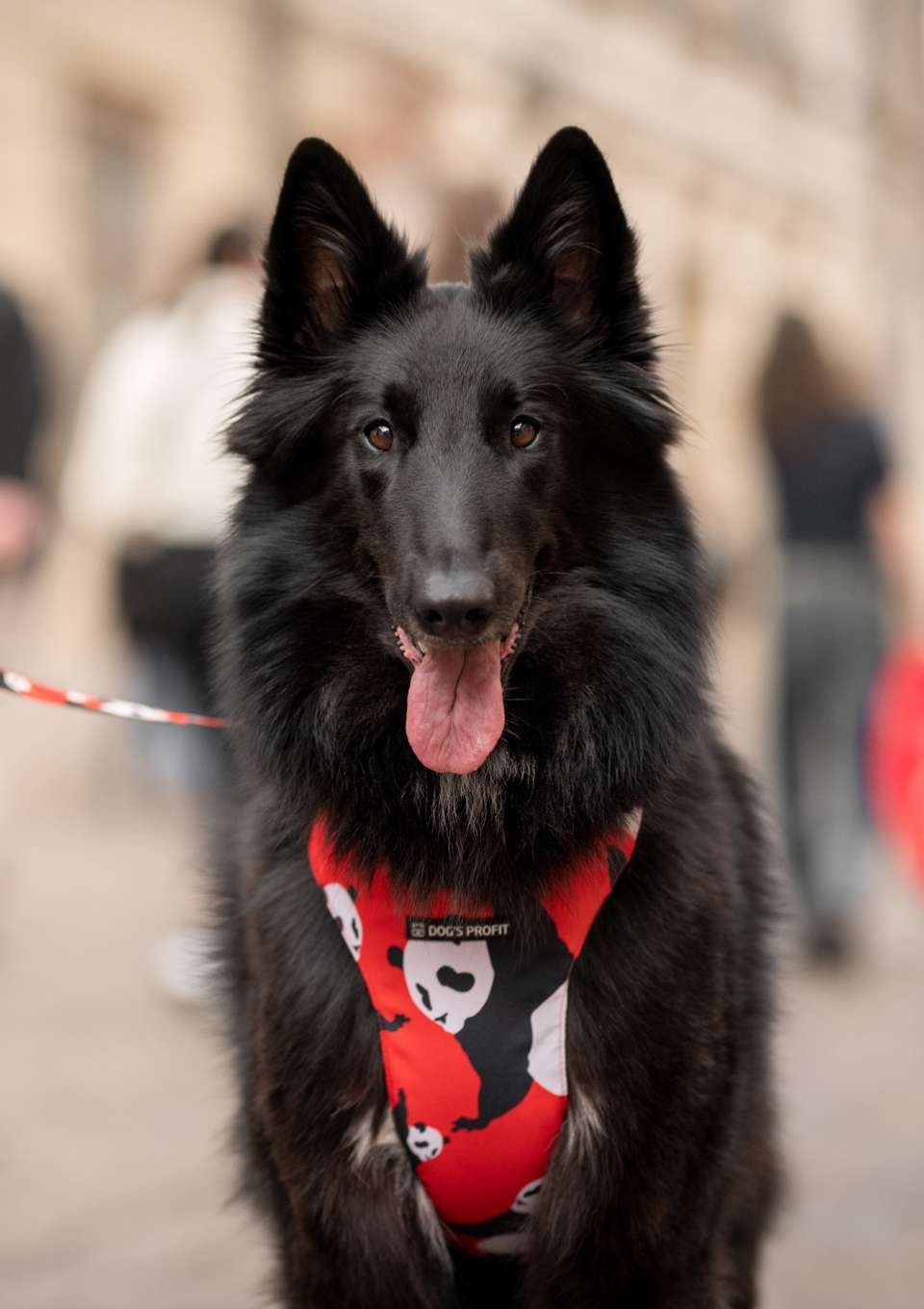 Szelki bezuciskowe PRO-FIT™ PO XS | 20mm