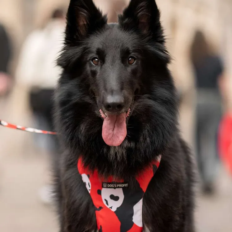 Szelki bezuciskowe PRO-FIT™ PO XS | 20mm