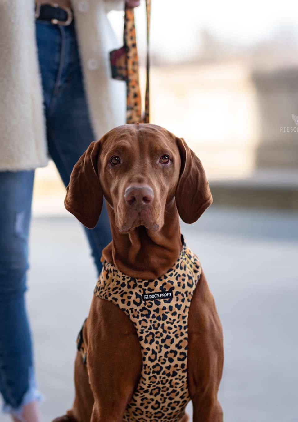 Szelki bezuciskowe PRO-FIT™ WILD XS | 20mm