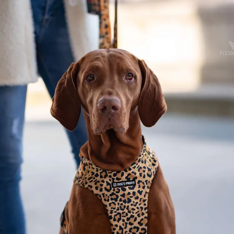 Szelki bezuciskowe PRO-FIT™ WILD XS | 20mm