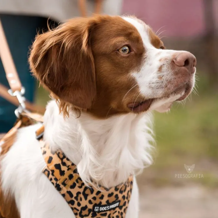 Szelki bezuciskowe PRO-FIT™ WILD XS | 20mm