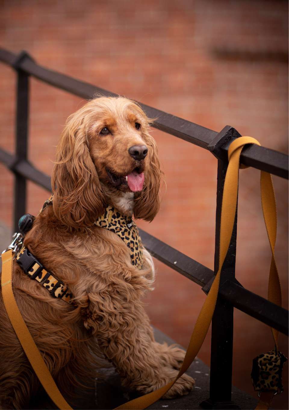 Szelki bezuciskowe PRO-FIT™ WILD XS | 20mm