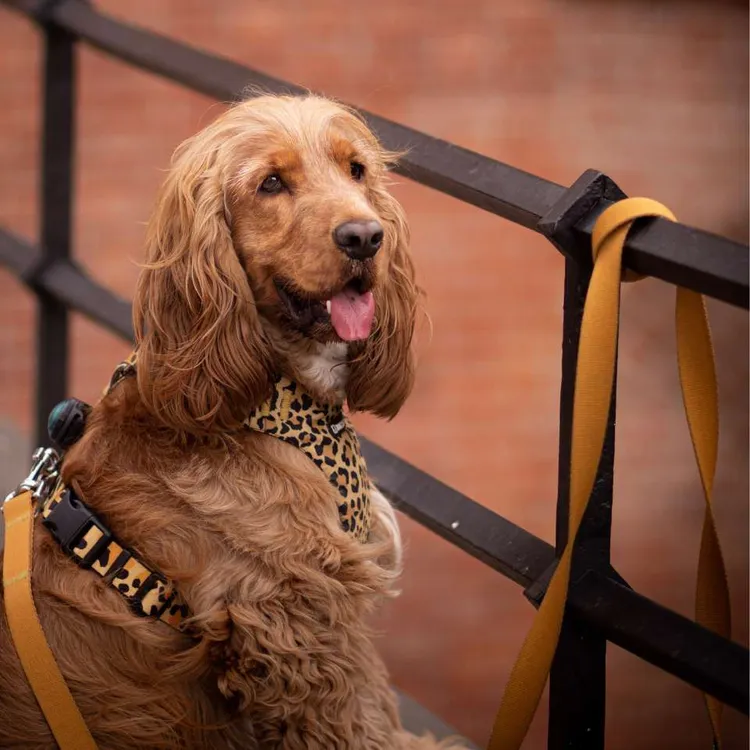 Szelki bezuciskowe PRO-FIT™ WILD XS | 20mm