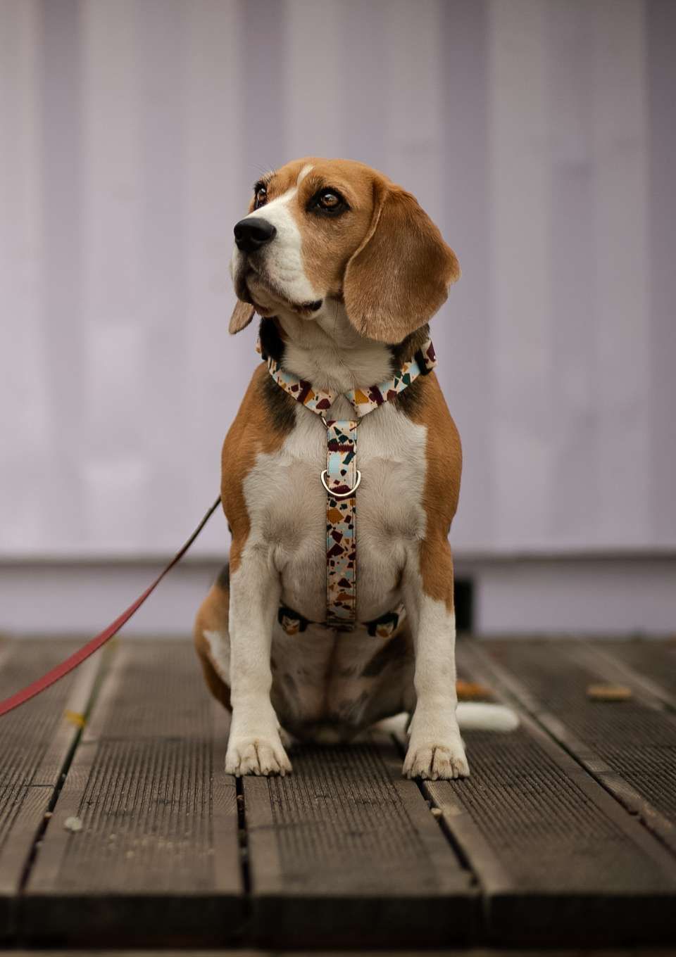 Szelki typu guard CANTUCCINO S | 20mm