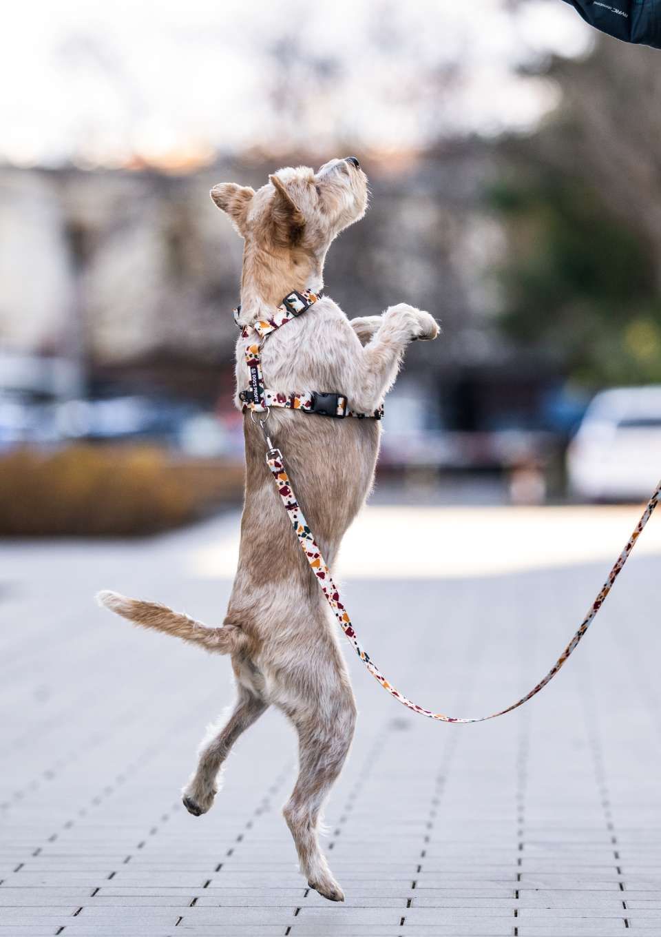 Szelki typu guard CANTUCCINO S | 20mm