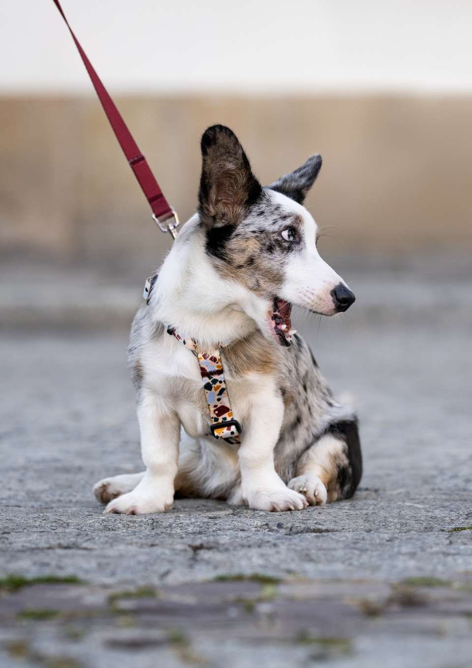 Szelki typu guard CANTUCCINO S | 20mm