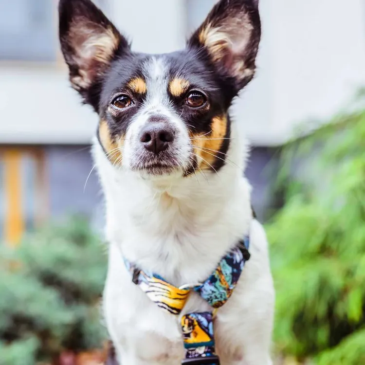 Szelki typu guard EXOTIC S | 20mm