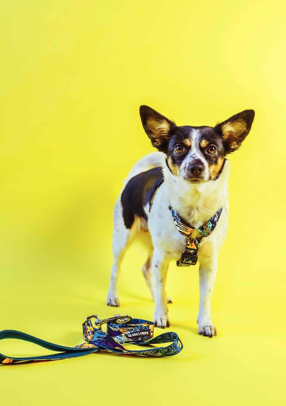 Smycz miejska EXOTIC 150cm 20mm