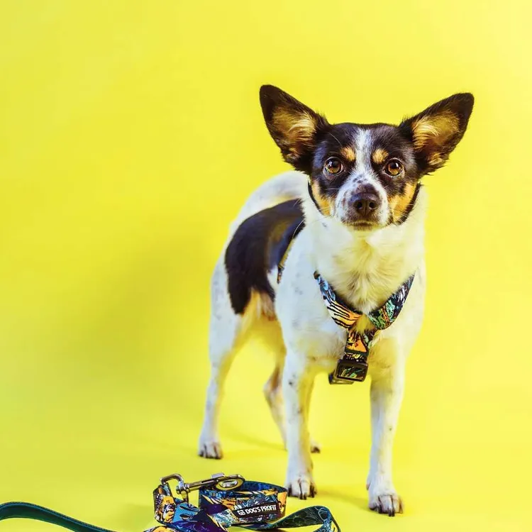 Smycz miejska EXOTIC 150cm 20mm