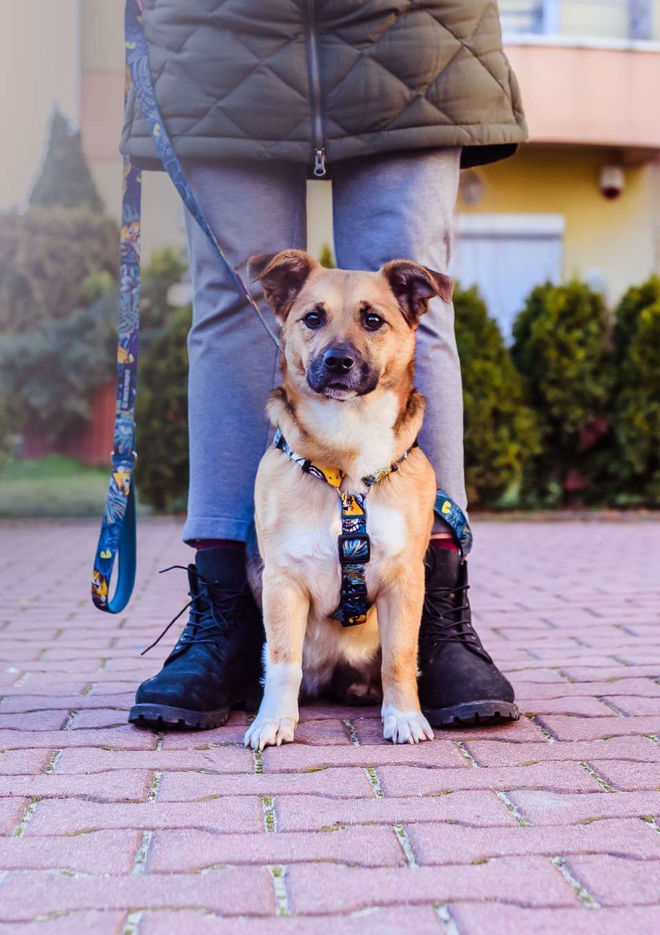 Smycz miejska EXOTIC 150cm 20mm