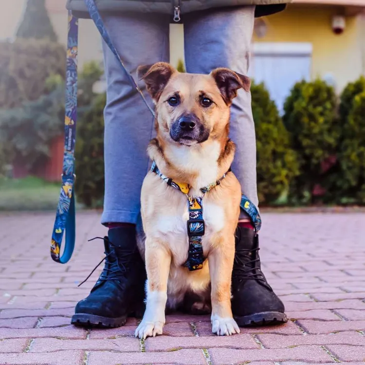 Smycz miejska EXOTIC 150cm 20mm