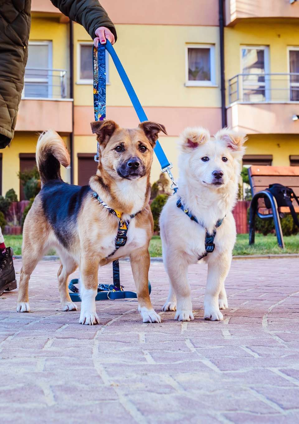 Smycz miejska TROPICAL 150cm 20mm