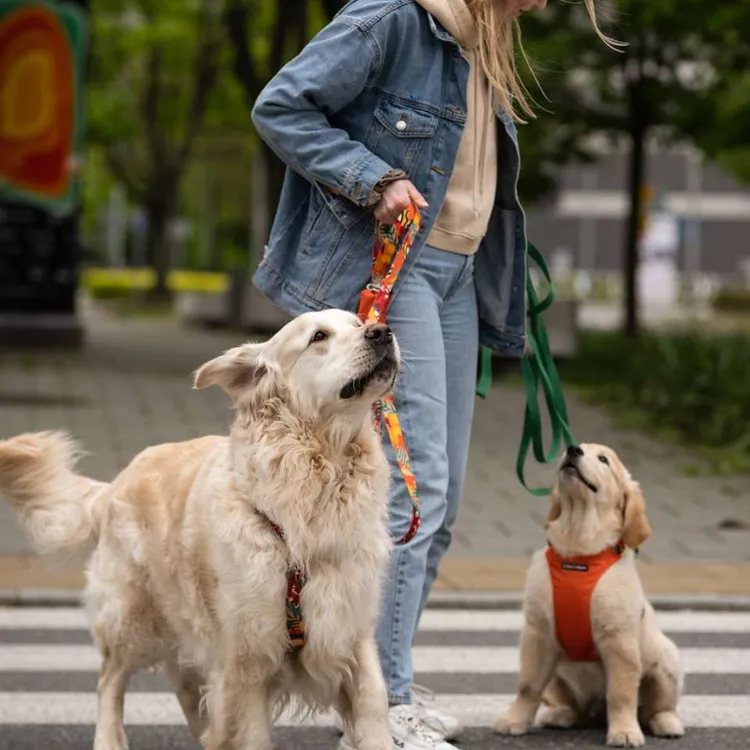 Szelki typu guard MEXICO S | 20mm