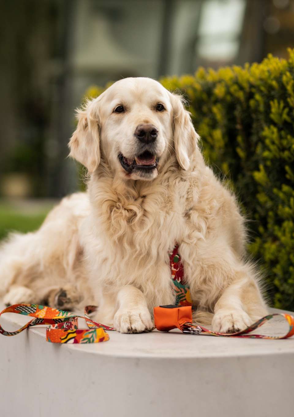 Szelki typu guard MEXICO S | 20mm