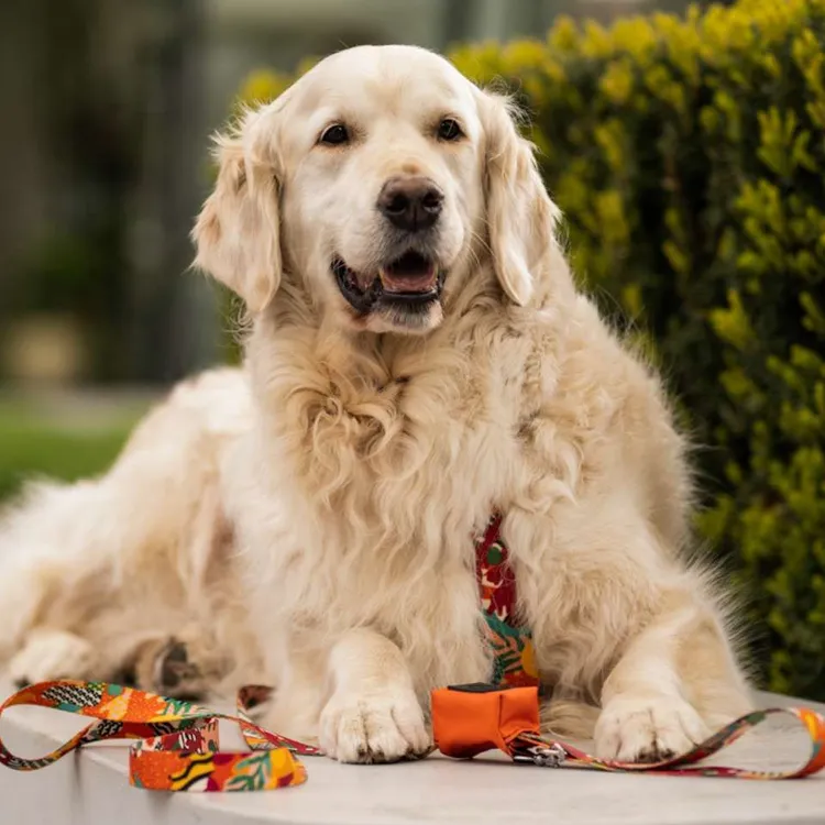 Szelki typu guard MEXICO S | 20mm