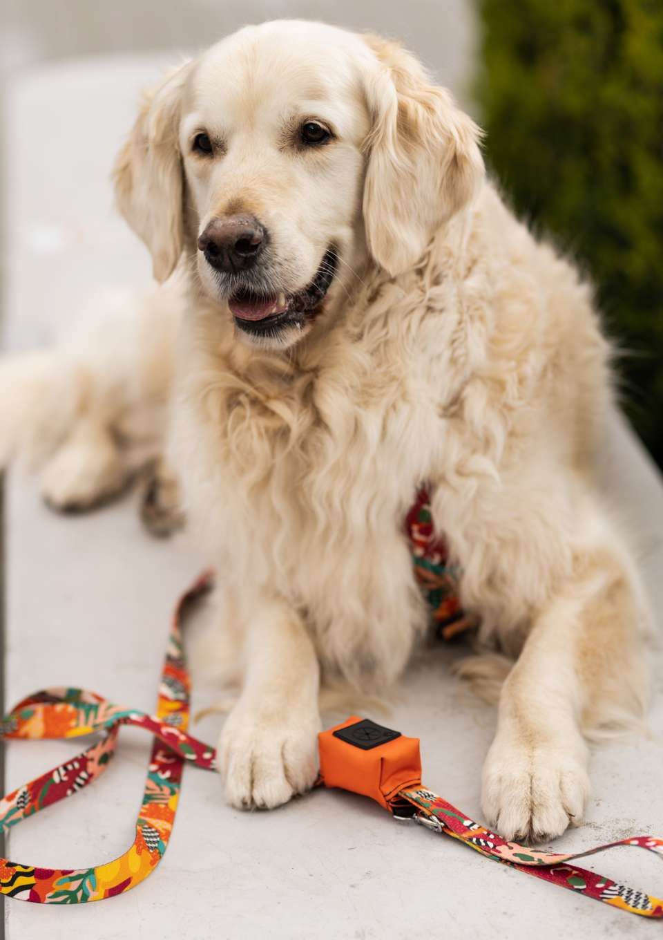 Smycz miejska MEXICO 150cm 20mm