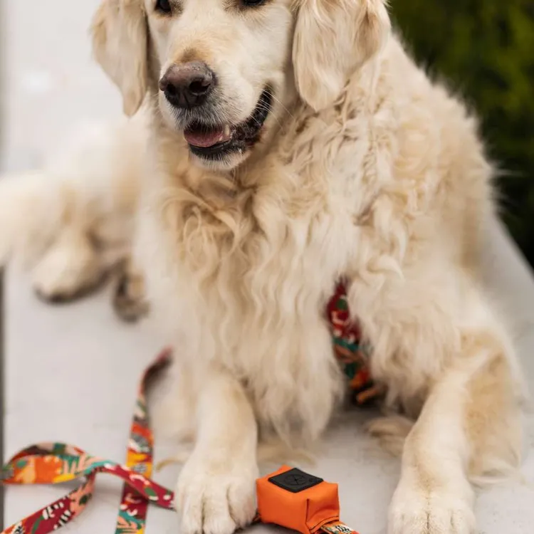 Smycz miejska MEXICO 150cm 20mm