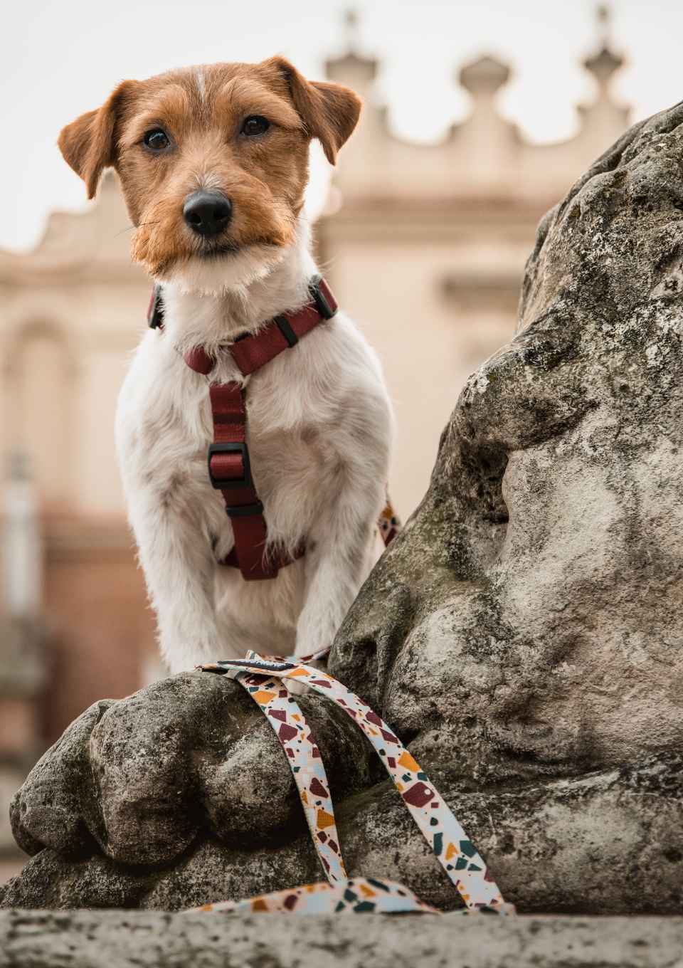 Smycz miejska CANTUCCINO 150cm 20mm