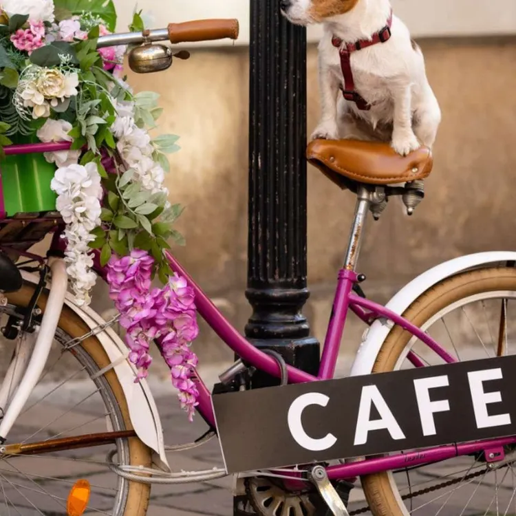 Szelki typu guard PORTO S | 20mm