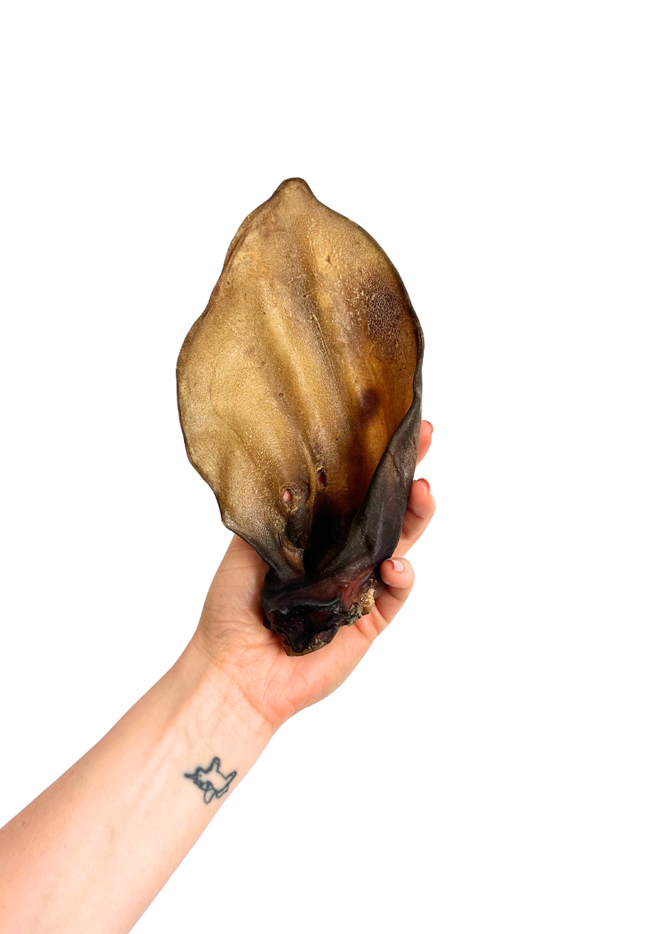 UCHO WOŁOWE suszony gryzak dla psa 1szt.