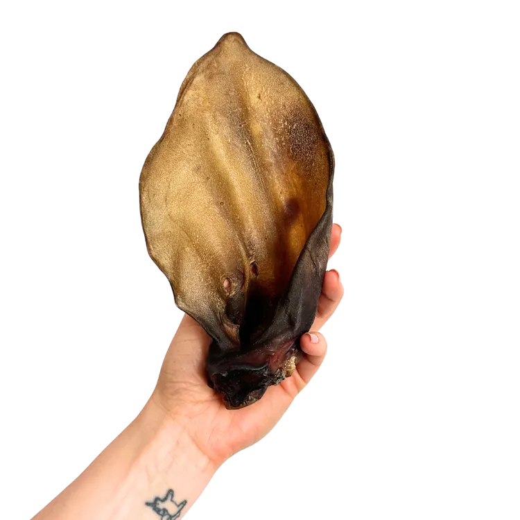 UCHO WOŁOWE suszony gryzak dla psa 1szt.