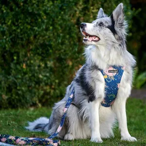 Zestaw spacerowy dla psa Dog's Profit